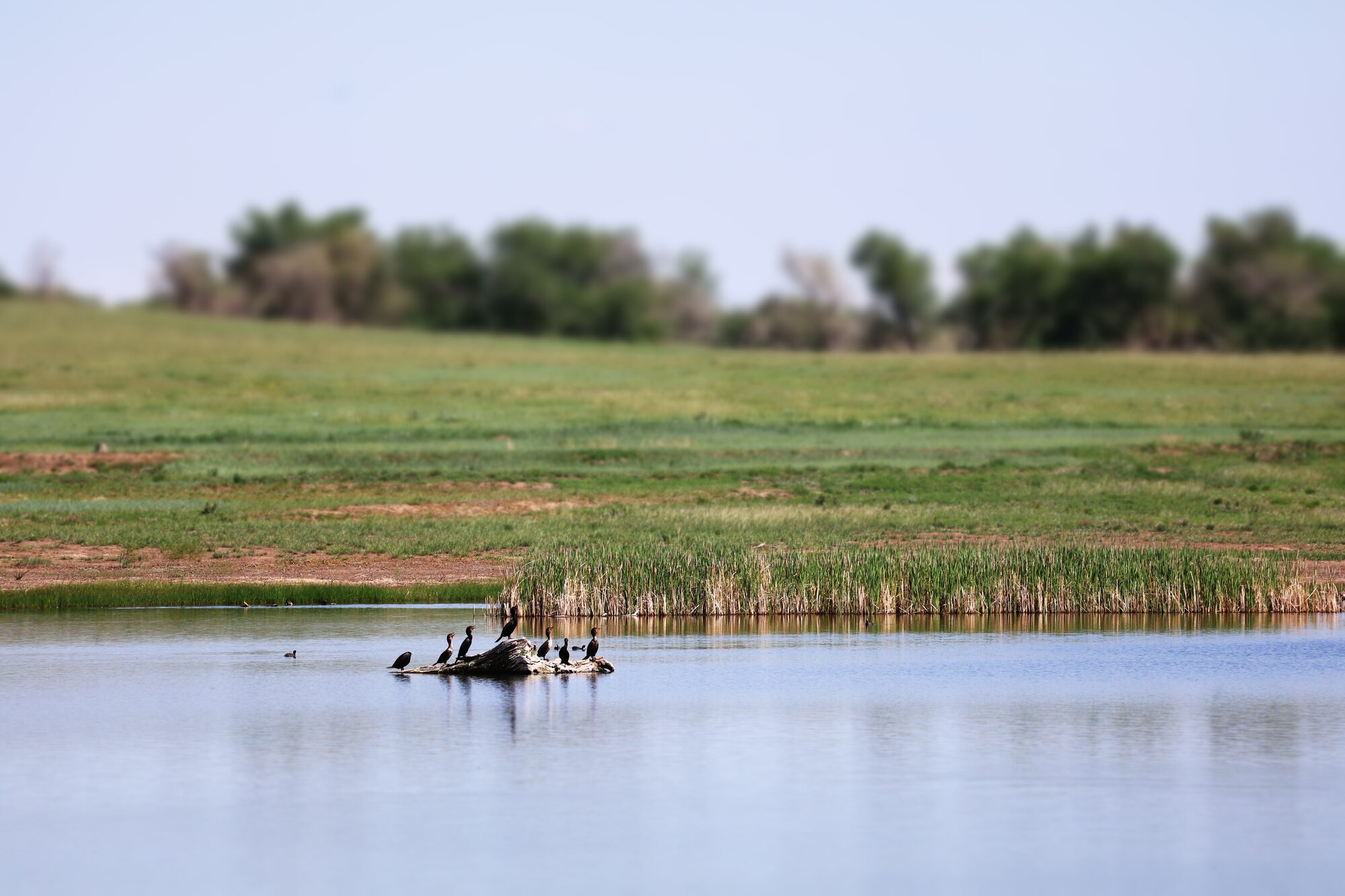 Cormorants crowded on a half-submerged log in a prairie pond