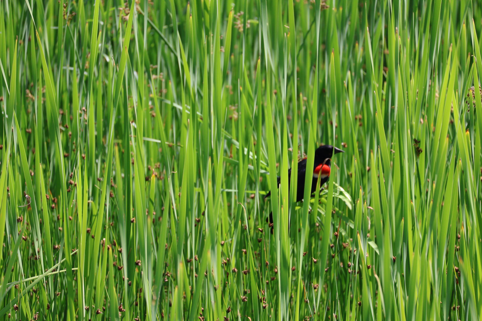 Red-winged blackbird half hidden in bright green reeds