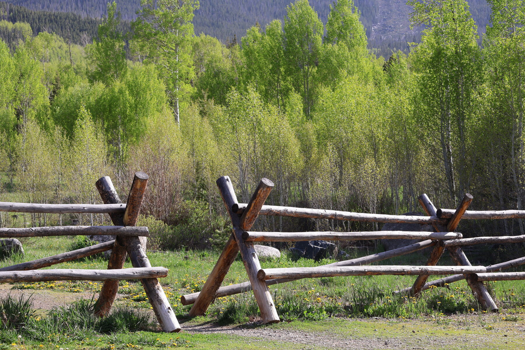 Buck-and-rail fence in front of an aspen grove