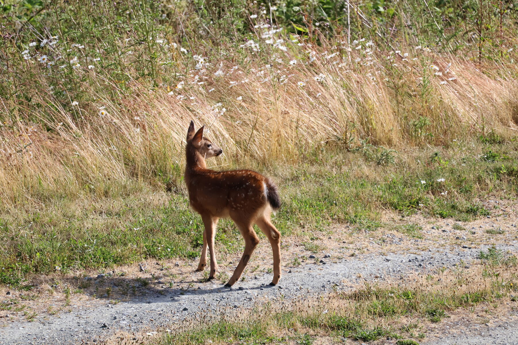 A spotted fawn on a gravel path, looking back over its shoulder
