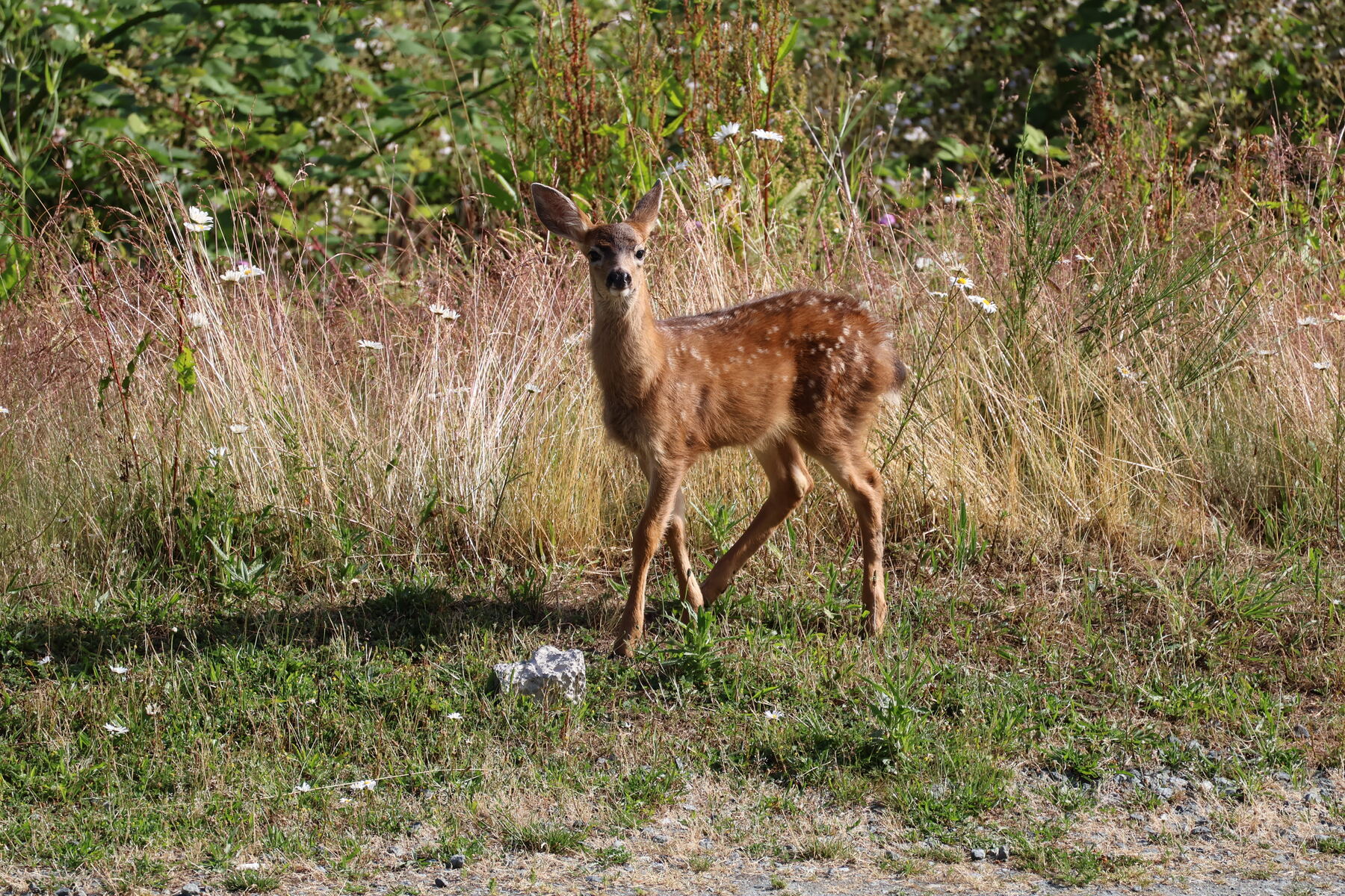 A spotted fawn standing among daisies, looking straight at the camera