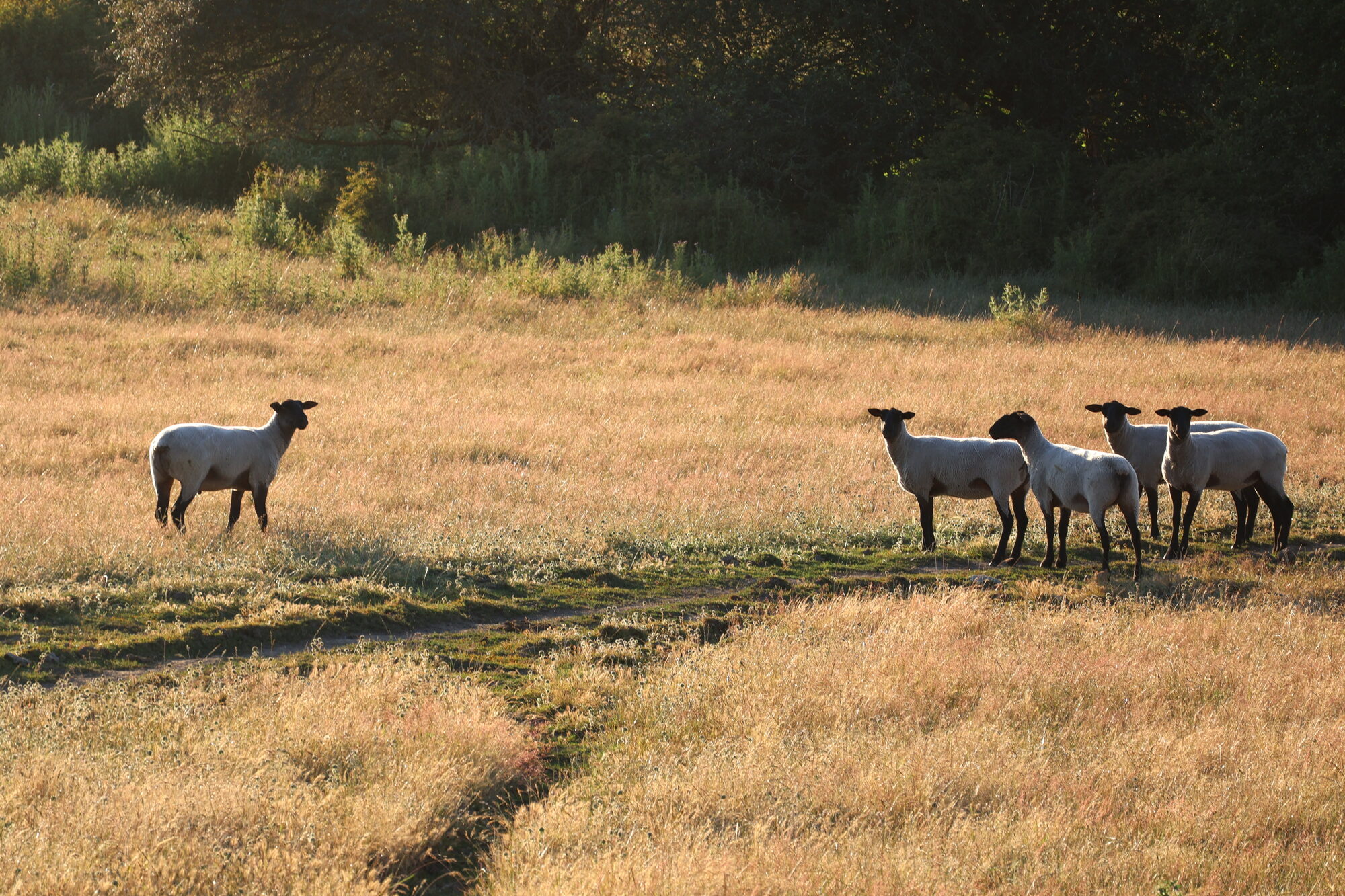 One sheep facing four sheep across golden evening grass