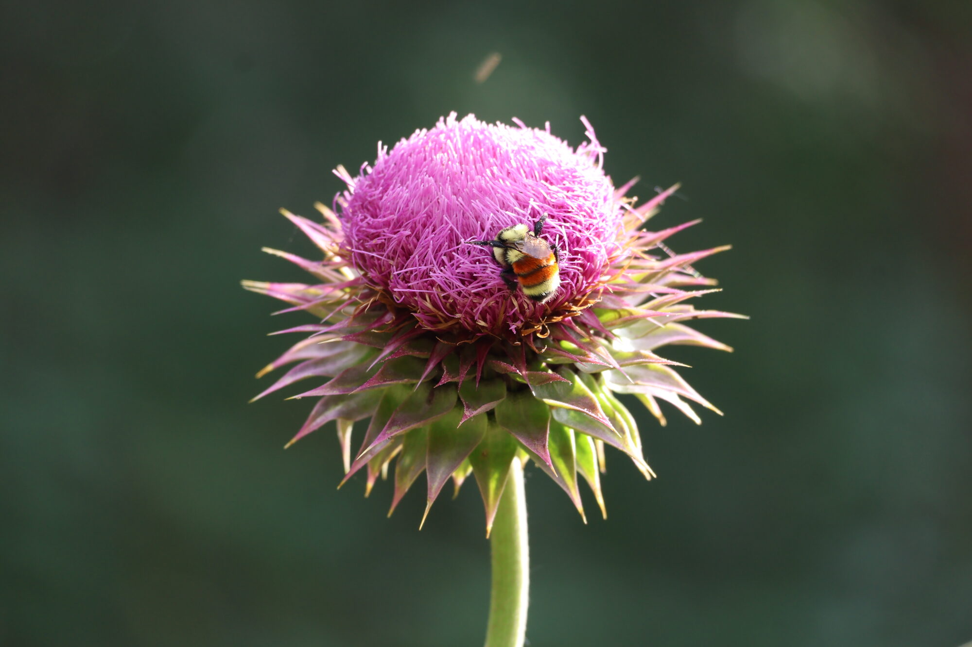 Close-up of a bumblebee on the pink bloom of a musk thistle against a dark green background