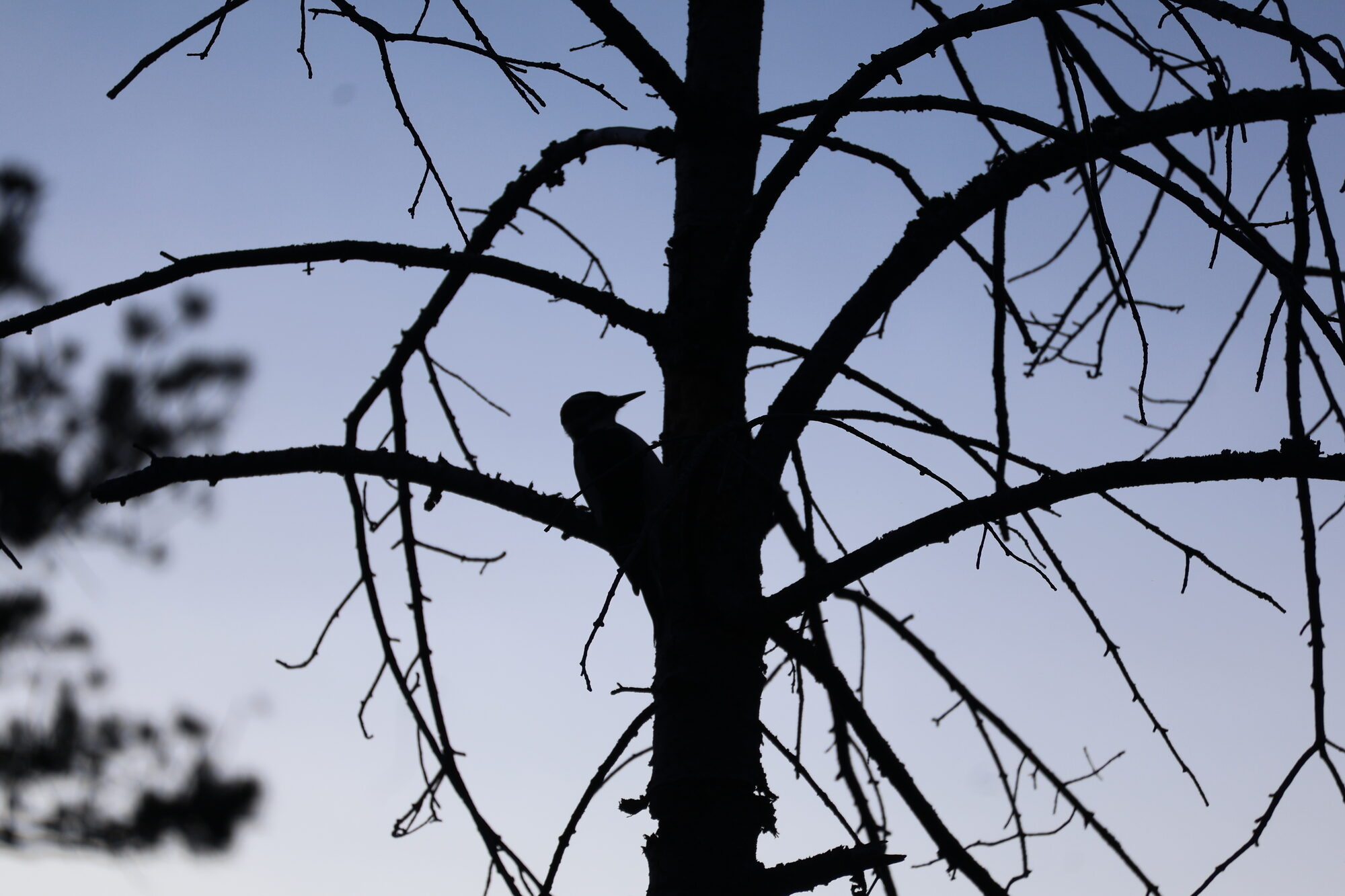 A woodpecker silhouetted in a bare dead tree at dusk