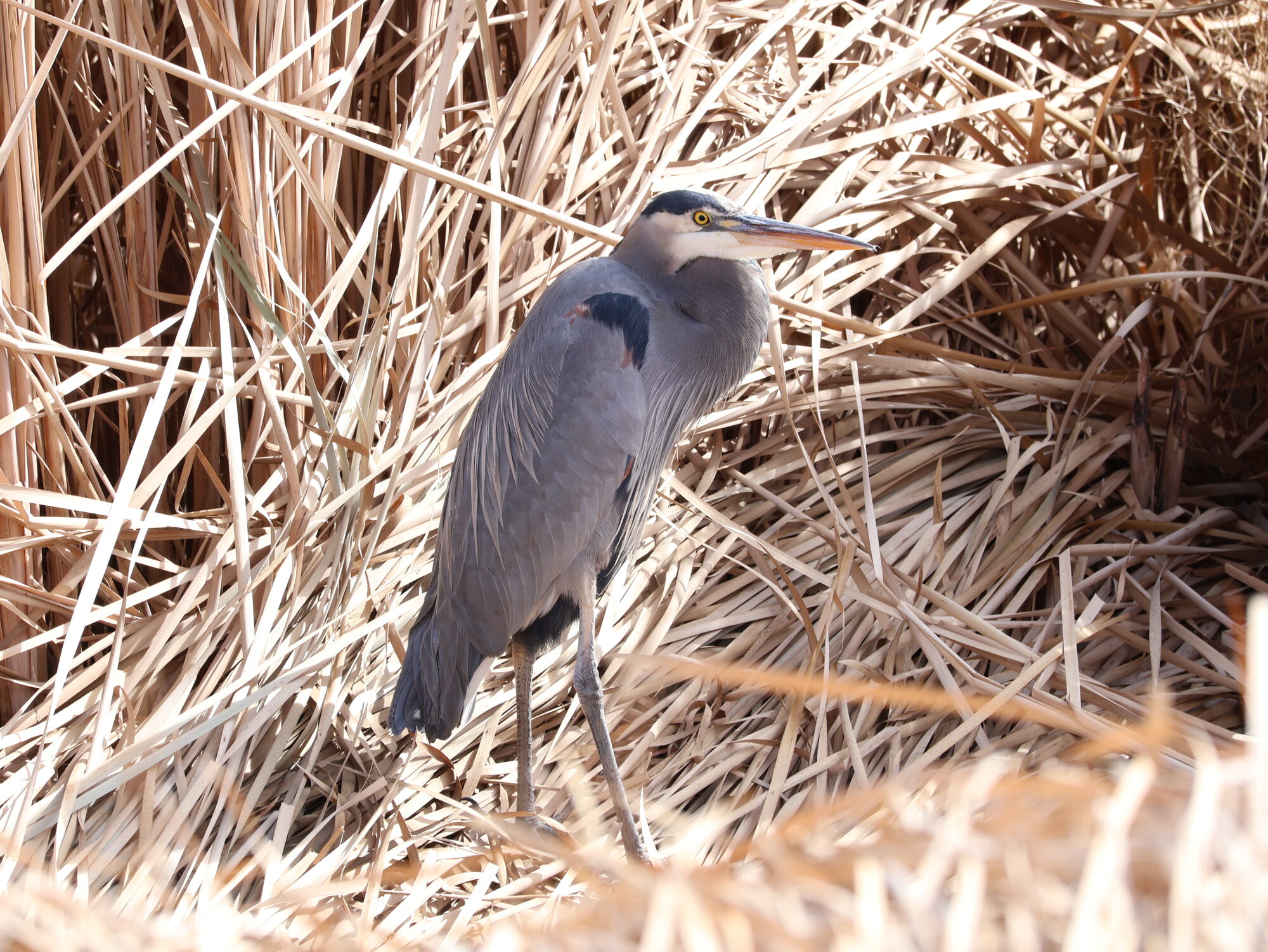 A great blue heron tucked into pale dry cattails